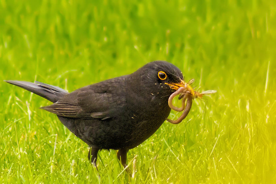 Amsel mit Futter
