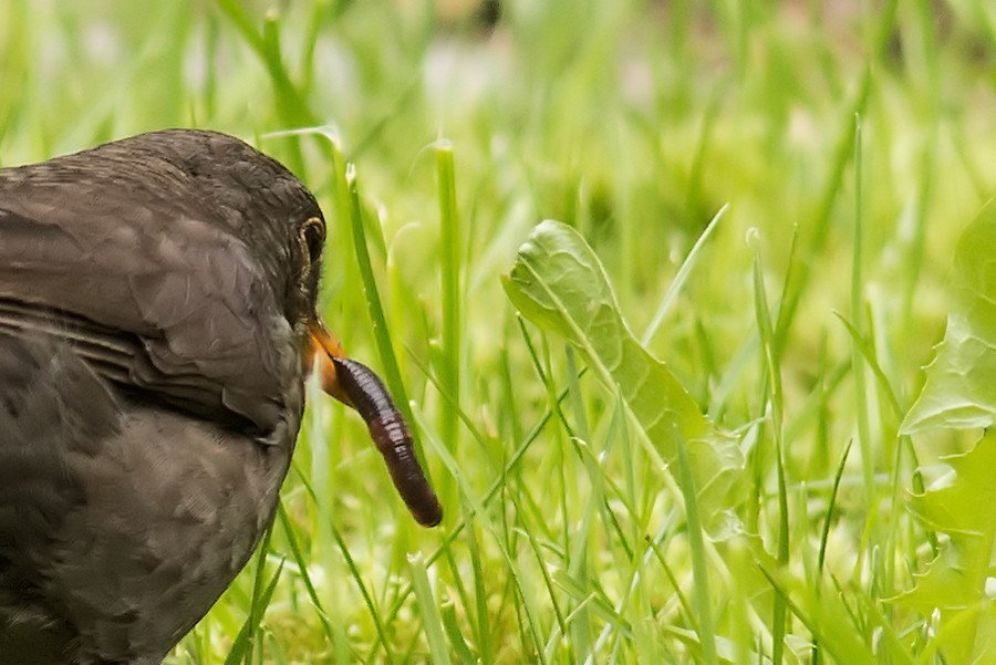 Amsel mit Wurm