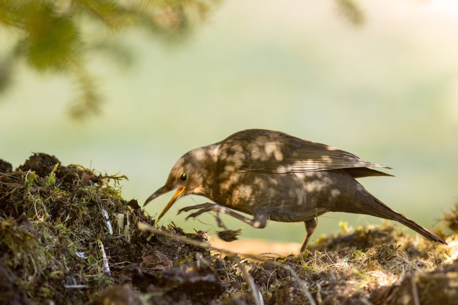 Amselweibchen bei der Futtersuche