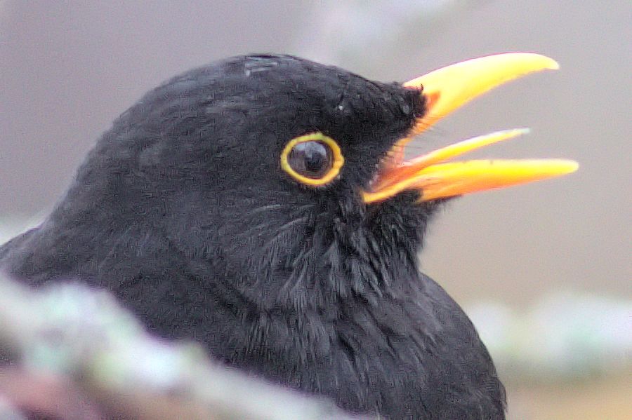 freche Amsel