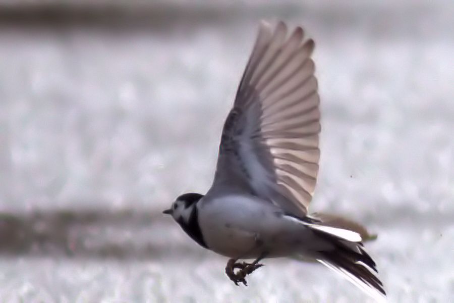 Bachstelze im Landeanflug