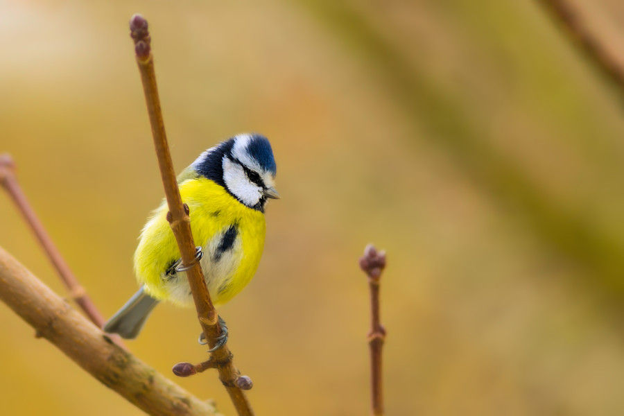 Blaumeise