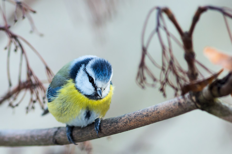 Blaumeise