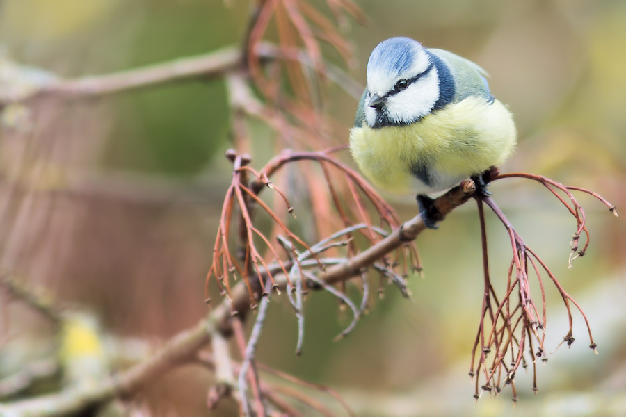 Blaumeise