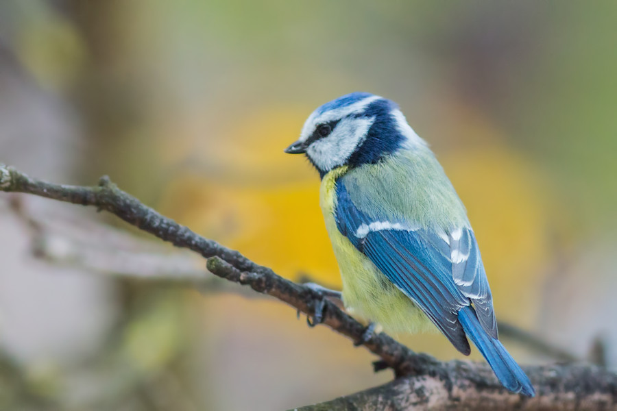 Blaumeise