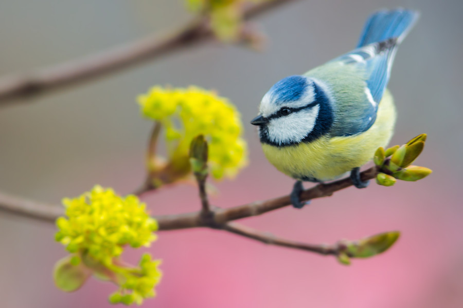 Blaumeise