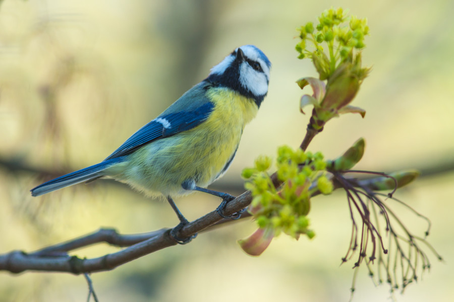 Blaumeise