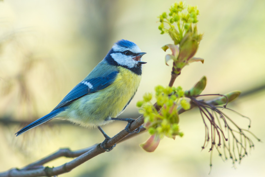 Blaumeise