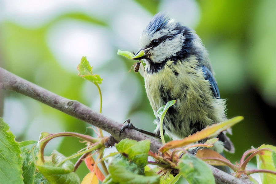 Blaumeise mit Futter für ihre Jungen