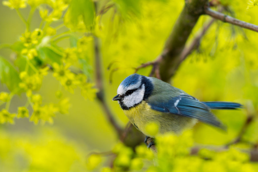 Blaumeise im Ahorn