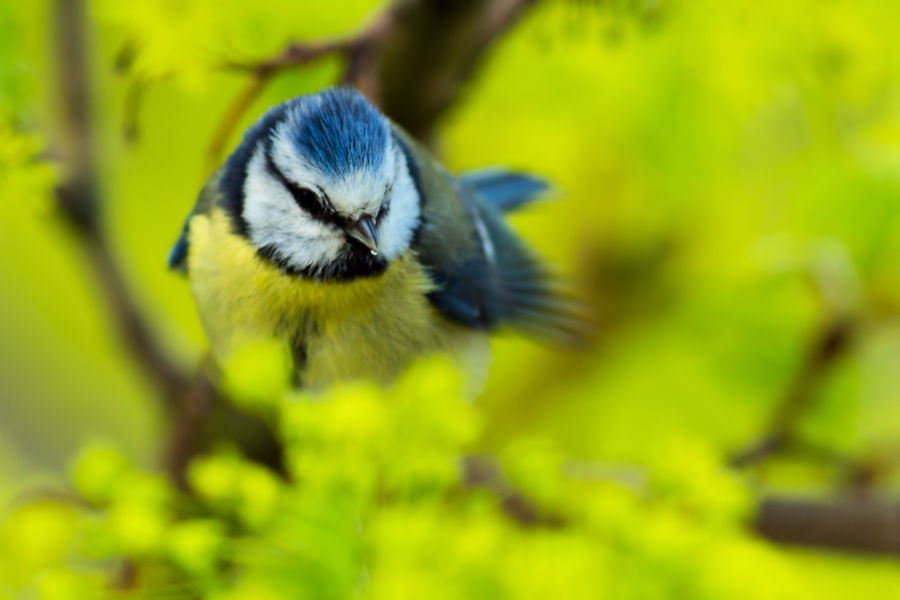 Blaumeise im Ahorn
