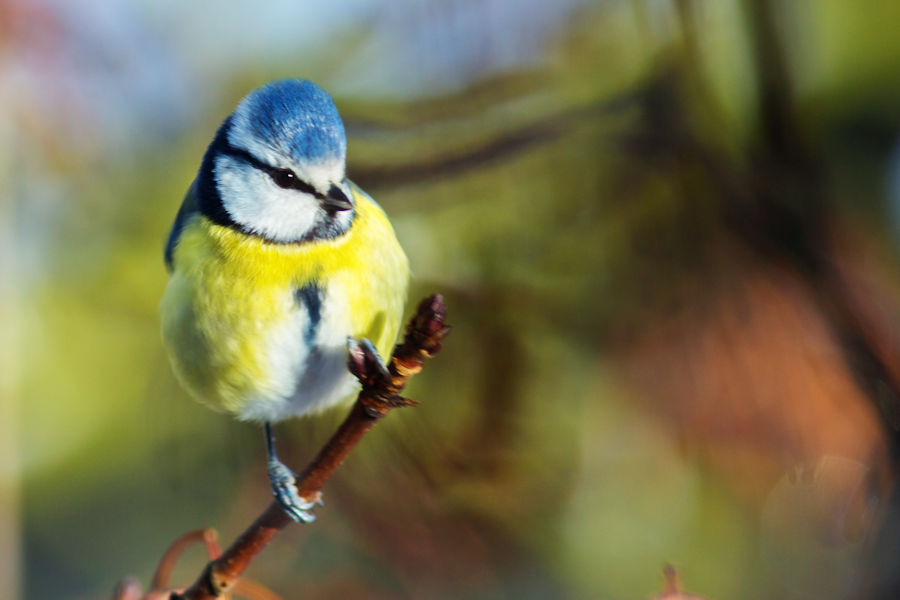 Blaumeise