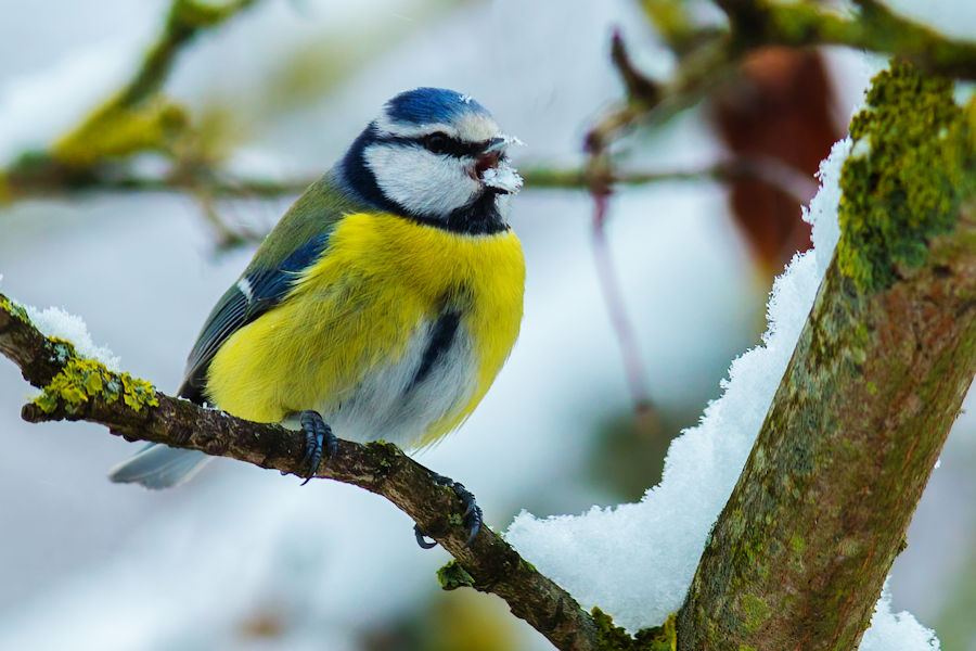 Blaumeise beim Schnee essen