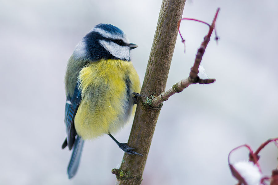 Blaumeise im Winter