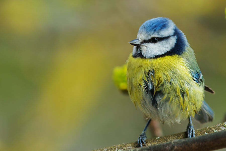 Blaumeise