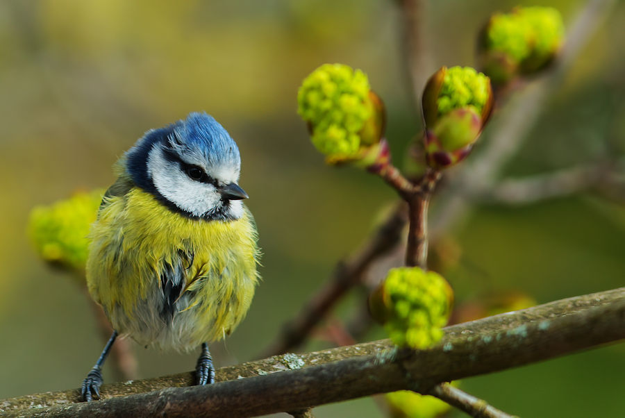 Blaumeise