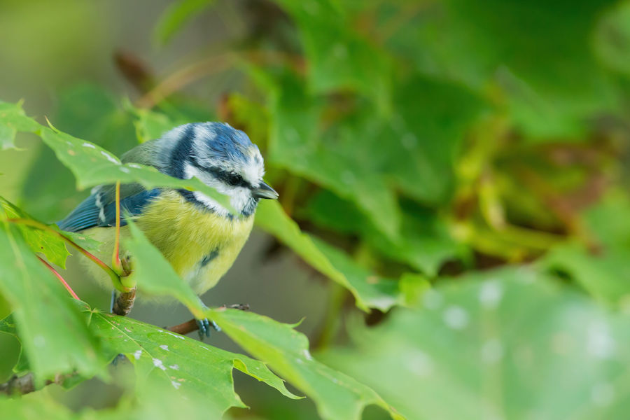 Blaumeise
