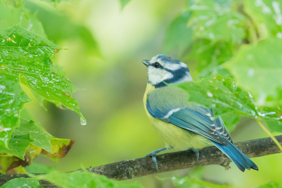 Blaumeise