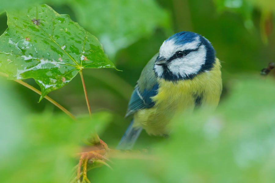 Blaumeise