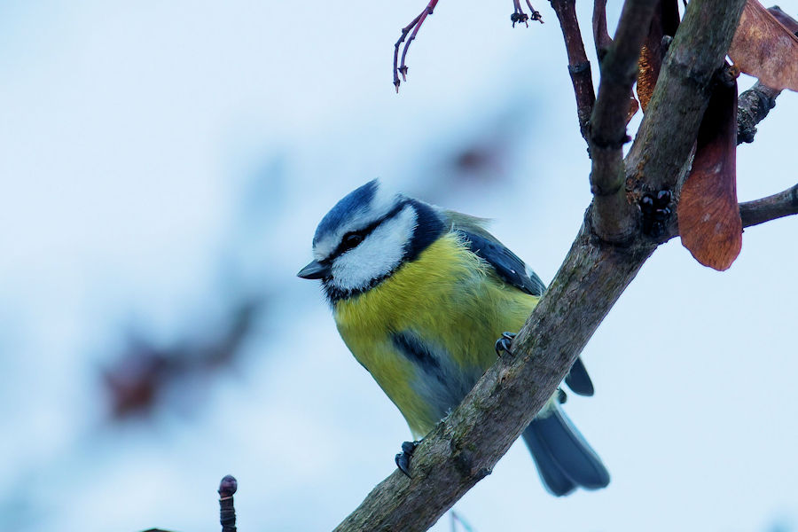 Blaumeise