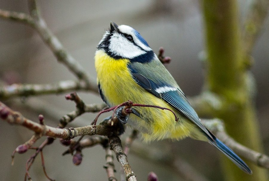 Blaumeise