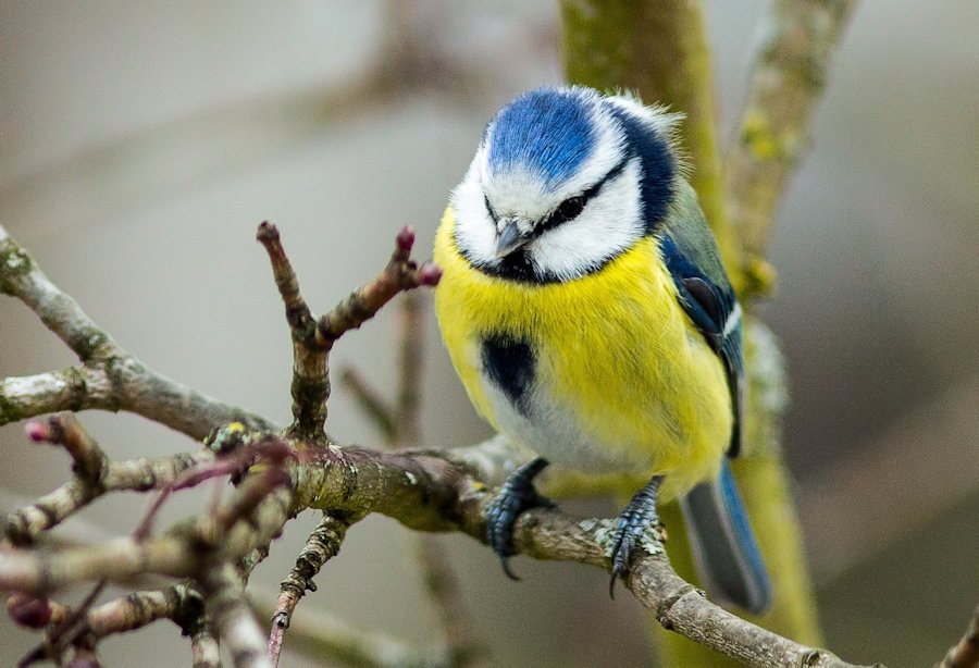 Blaumeise