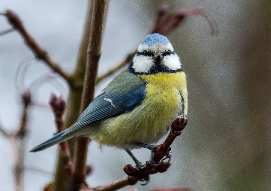 Blaumeise
