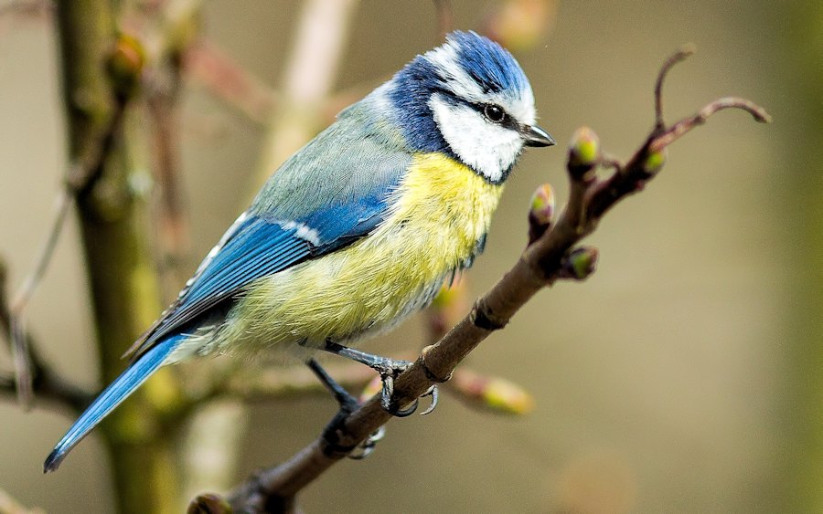 Blaumeise