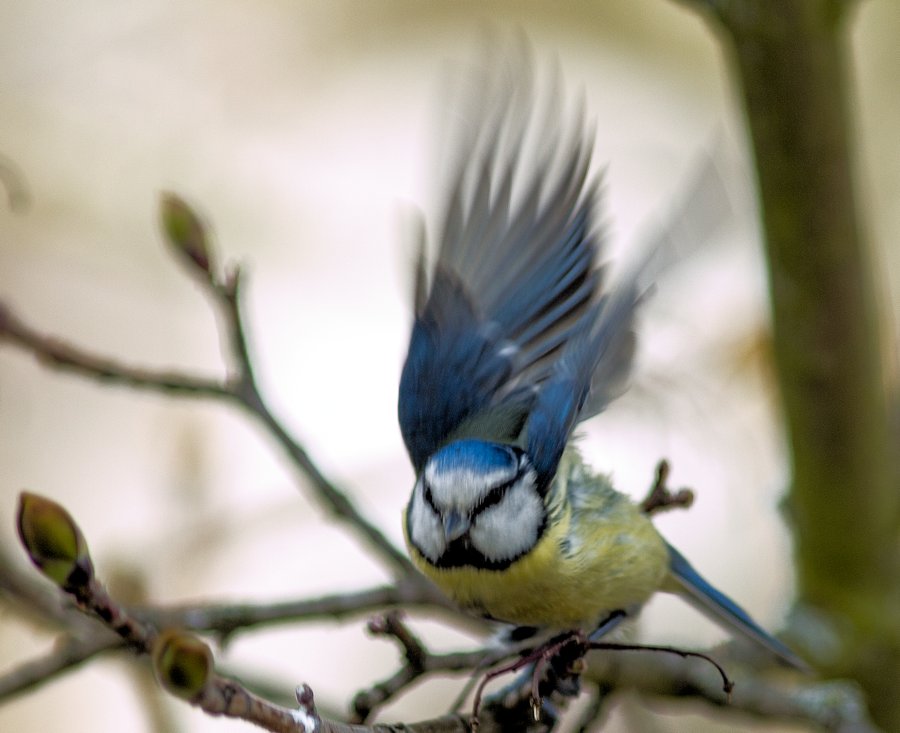 Blaumeise