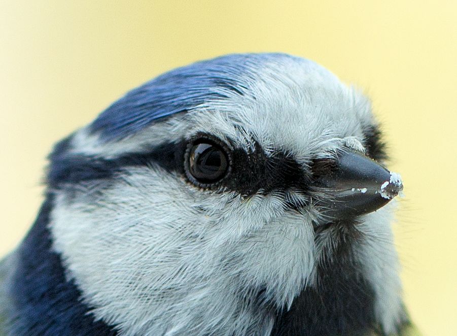 Blaumeise