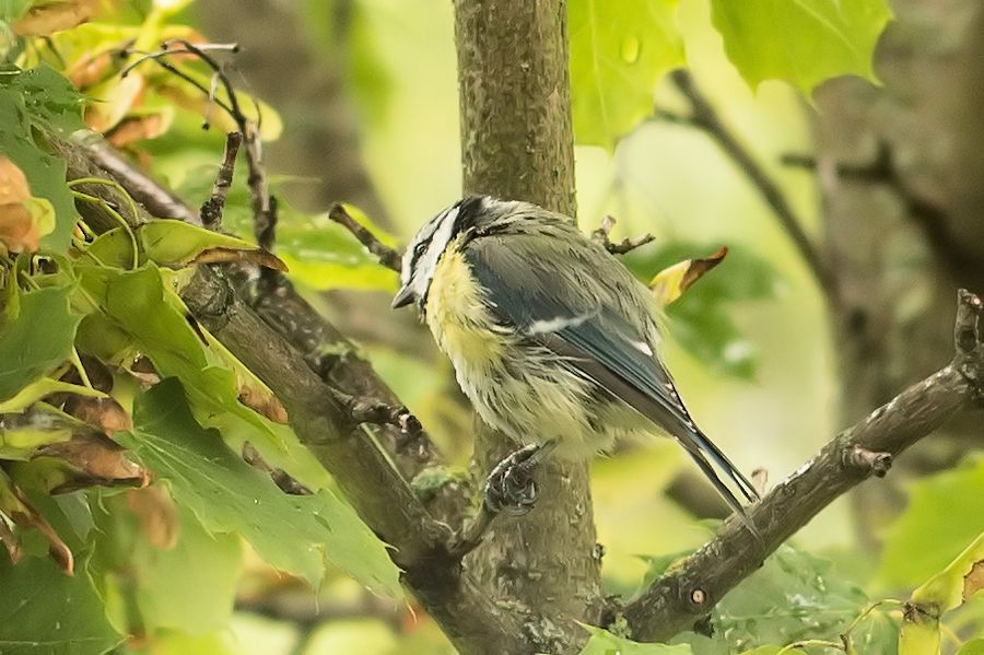Blaumeise