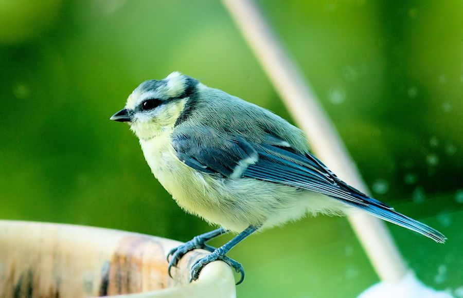 Blaumeise