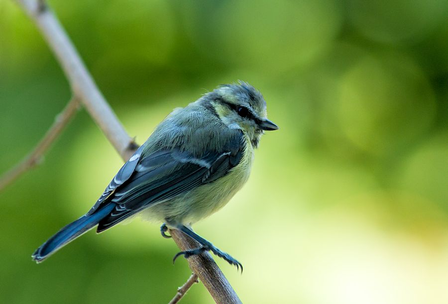 Blaumeise