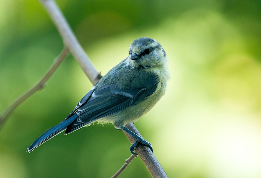 Blaumeise