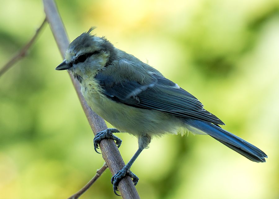 Blaumeise