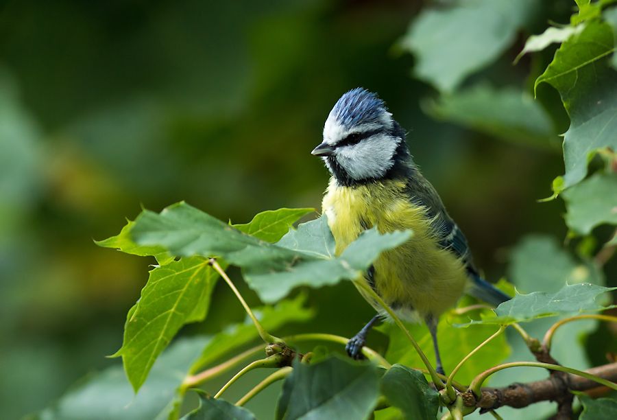 Blaumeise