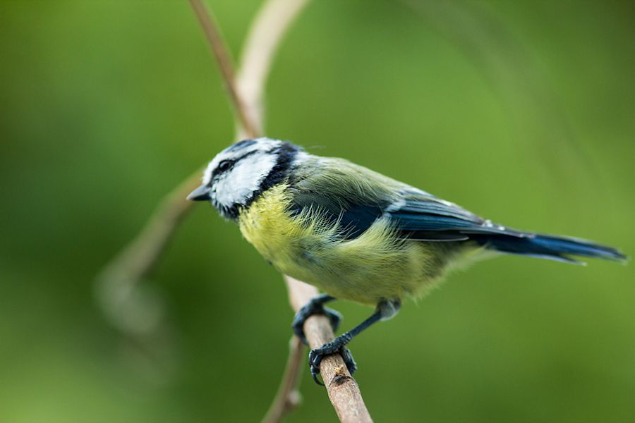 Blaumeise