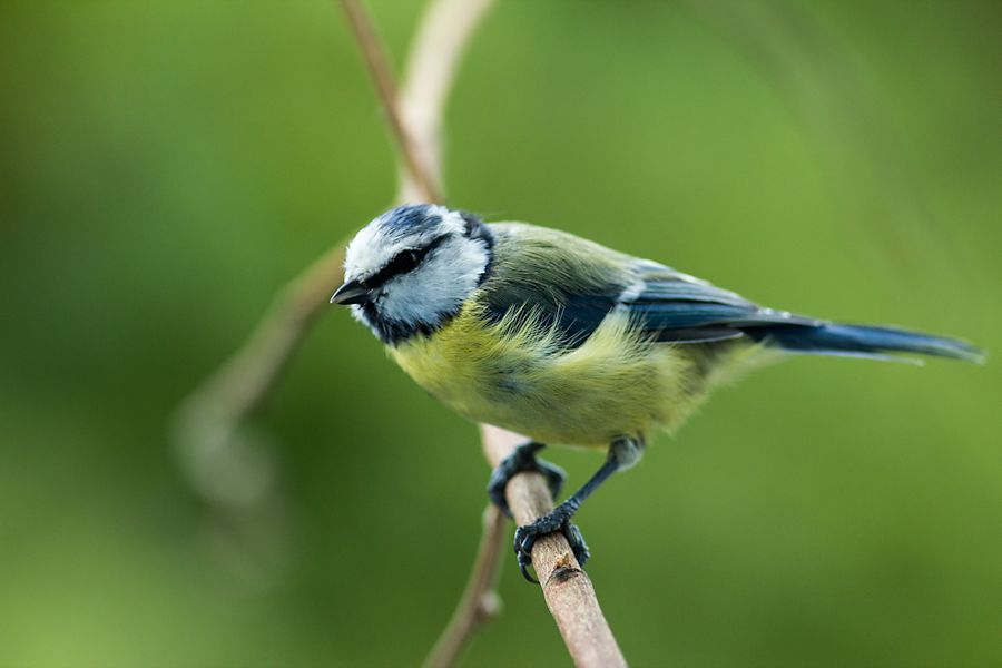 Blaumeise
