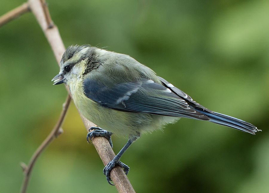 Blaumeise