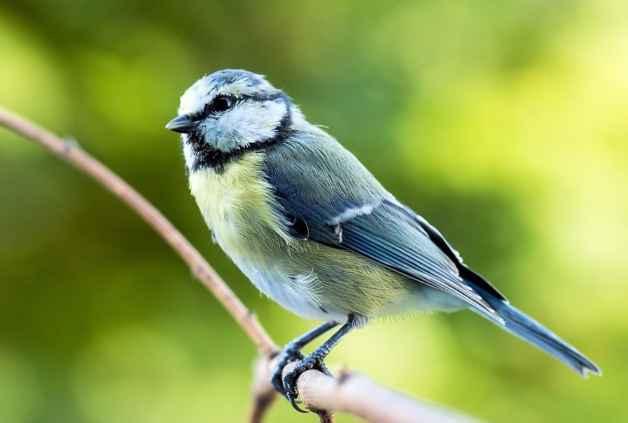 Blaumeise