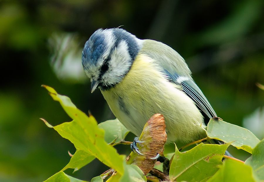 Blaumeise