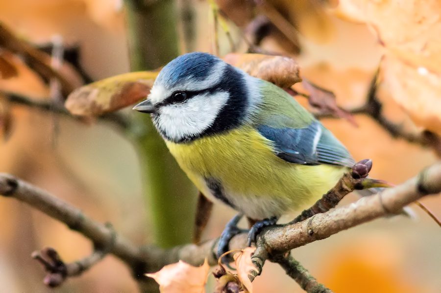 Blaumeise
