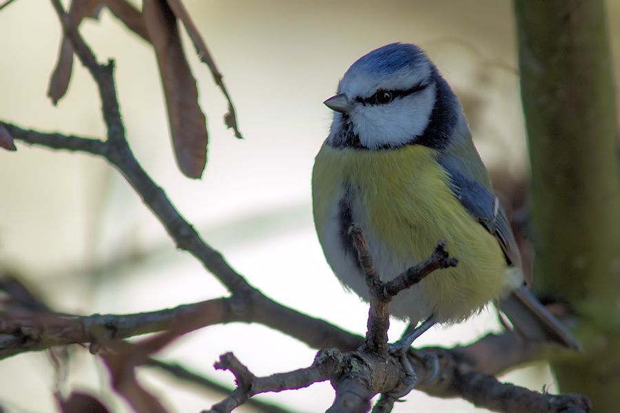 Blaumeise