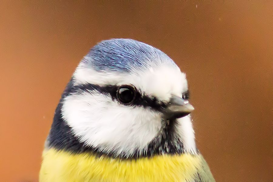 Blaumeise