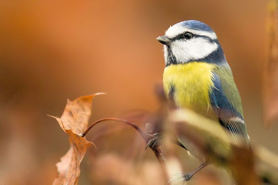 Blaumeise