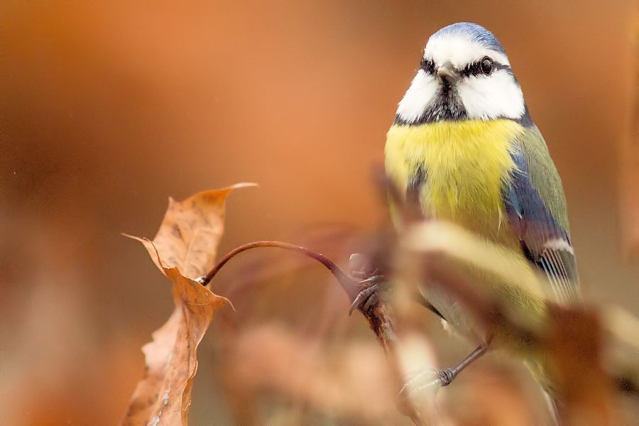 Blaumeise