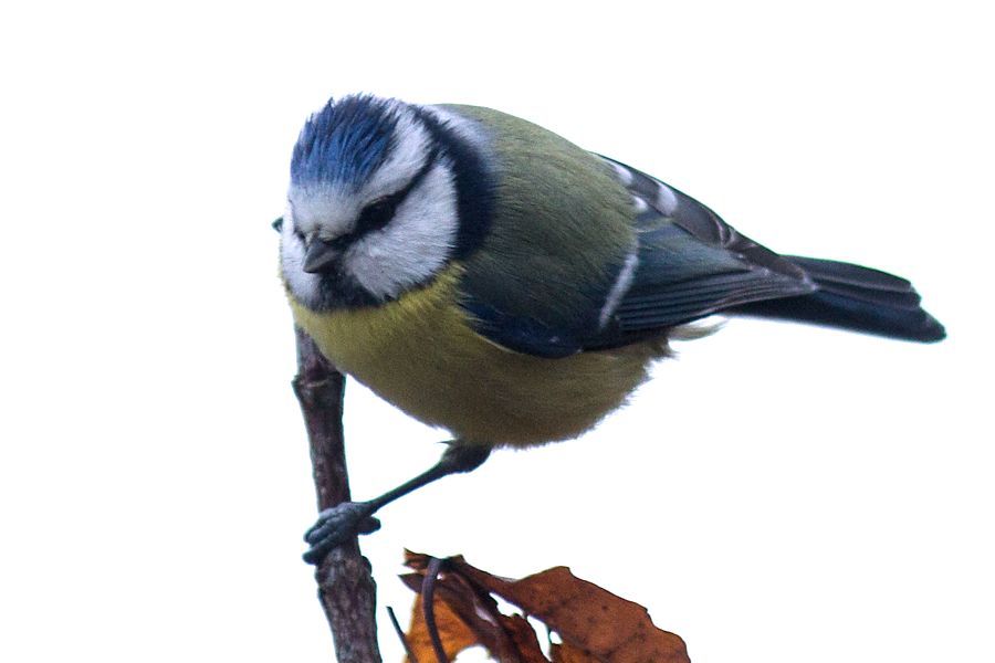 Blaumeise