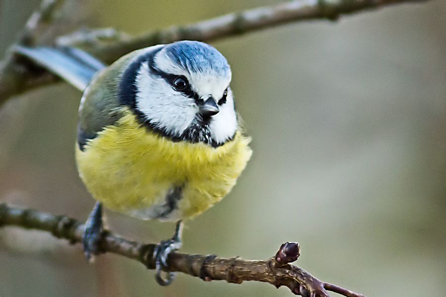 Blaumeise