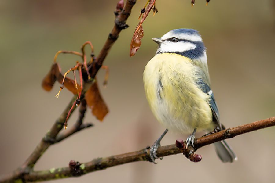 Blaumeise