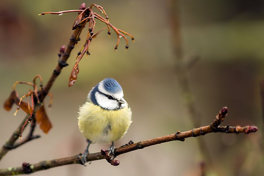 Blaumeise